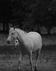 Dark and moody image of dreamy white horse in Texas farm field, black and white image of animal on ranch.