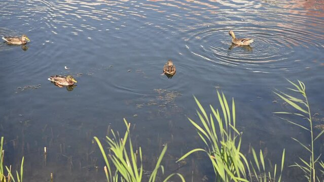 Cute wild ducks in a city park swim around the lake