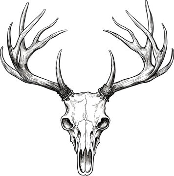 Sketch of deer skull isolated on white background