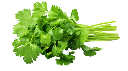 Coriander isolated on a transparent or white background
