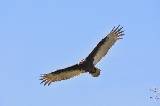 Turkey Vulture soaring