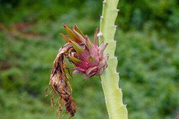 Red and ripe dragon fruit.