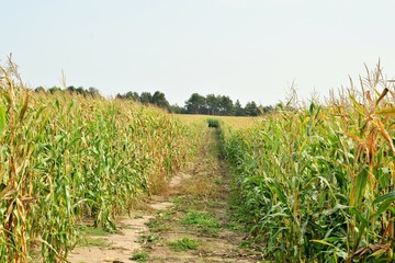 Fototapeta premium pictured scenic dirt road on the cornfield