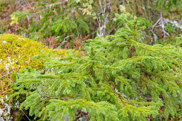 Fototapeta premium Spruce tree