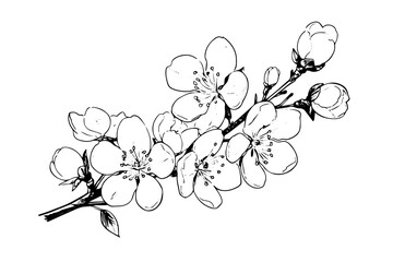 Cherry blossom hand drawn ink sketch. Sakura in engraving style vector illustration