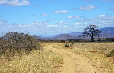 Lone baobab tree laden with bird nests on a dusty plain with a track in the foreground and...