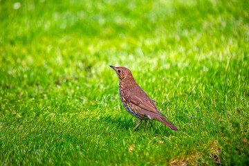 istle Thrush (Turdus viscivorus) in Dublin, Ireland