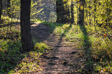 Well-trodden path in the spring forest