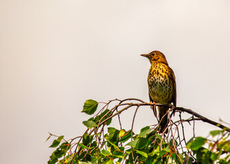 istle Thrush (Turdus viscivorus) in Dublin, Ireland