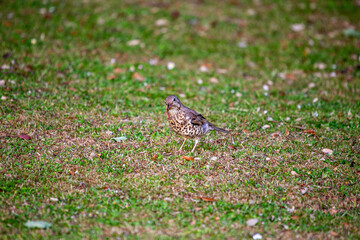istle Thrush (Turdus viscivorus) in Dublin, Ireland