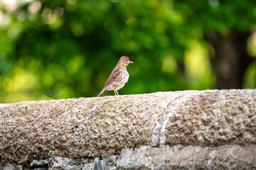 istle Thrush (Turdus viscivorus) in Dublin, Ireland