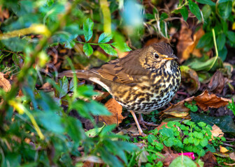 istle Thrush (Turdus viscivorus) in Dublin, Ireland