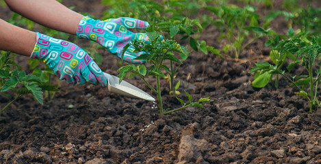 A farmer fertilizes tomatoes in the garden with saltpeter. selective focus.