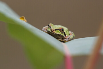Portrait of a Pacific Treefrog facing the camera
