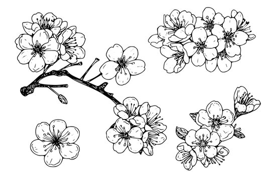 Cherry blossom hand drawn ink sketch. Sakura in engraving style vector illustration