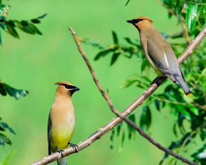 Pair of Altamaha Cedar Waxwings