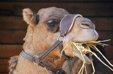 the animal lives in a zoo in northern Israel