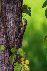 garden lizard on a tree 