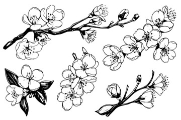 Cherry blossom hand drawn ink sketch. Sakura in engraving style vector illustration