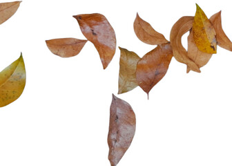 Fototapeta premium leaves