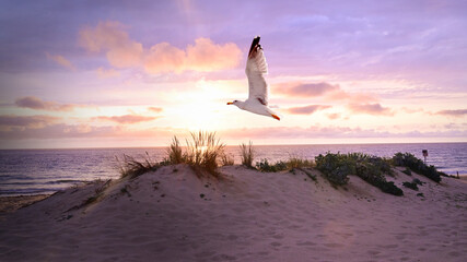 Seagull on sunset vacation beach in the sea dunes atlantic.