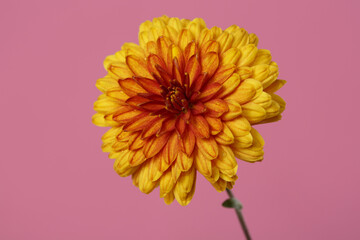 Yellow-orange autumn chrysanthemum flower isolated on pink background.