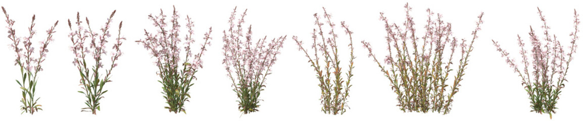Set of Oenothera lindheimeri flower or Pink gaura with isolated on transparent background. PNG file, 3D rendering illustration, Clip art and cut out
