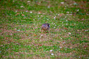 Mistle Thrush (Turdus viscivorus) in Dublin, Ireland