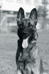 Close-up portrait of a beautiful Belgian Malinois dog. Expressive face of a smart happy dog on a walk