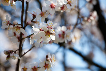 Blooming white branch against the blue sky