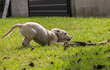 The crazy and vigorous games of my golden retriever puppy Dexter