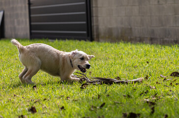 The crazy and vigorous games of my golden retriever puppy Dexter