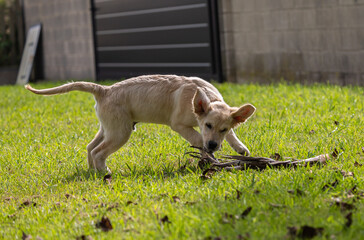 The crazy and vigorous games of my golden retriever puppy Dexter