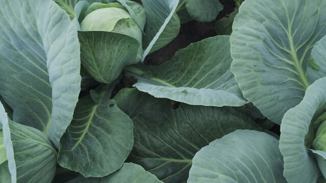 White cabbage growing in a farmer's field. Organic growing of vegetables. Close-up.