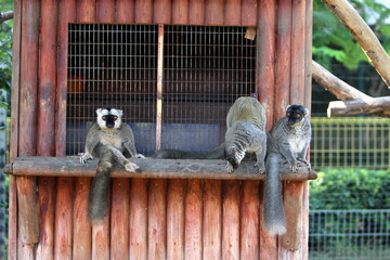 animal in a cage lives in a zoo in northern Israel