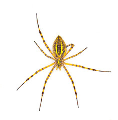Wild banded garden orb weaving weaver spider - Argiope trifasciata - light color morph lacking black bands on abdomen. Yellow orange red coloring. Isolated on white background bottom ventral view