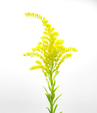 Chapmans goldenrod - Solidago odora var. chapmanii - a common natural wildflower in north Florida in late summer early fall autumn. Important nectar source for insects Isolated on white background