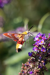 The broad-bordered bee hawkmoth in full flight to extract the nectar from the flower of the butterfly bush