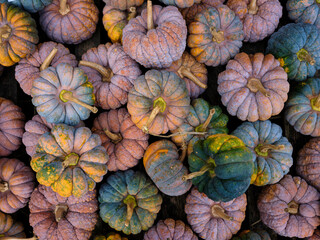 Colorful pumpkins 