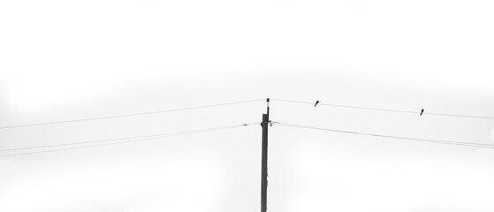 birds sit on the wires of power lines
