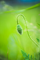 a small flower that blooms in the field and in the forest