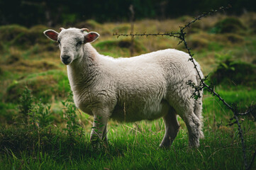 Curious Lamb in a Field 