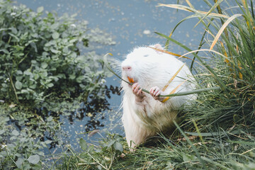 White young nutria. White nutria is eating and standing near the water. Albino nutria. Nutria with...