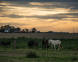 Caballo en un campo en J.B. Molina, Santa Fe, Argentina