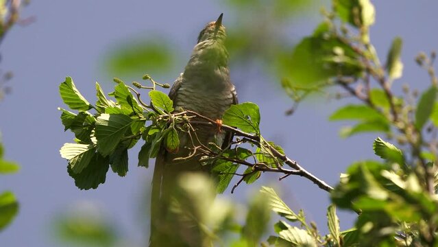 A cuckoo (Cuculus canorus) singing above my head in the top of a tree