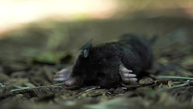 A dead European mole (Talpa europaea) with carrion flies swarming on its body