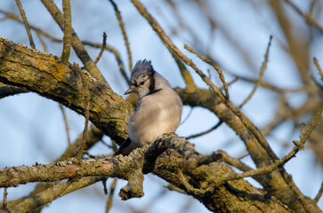 Blue Jay (Cyanocitta cristata)