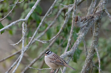 White-crowned Sparrow (Zonotrichia leucophrys)