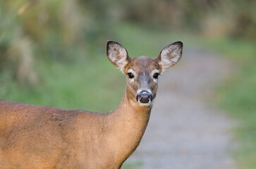 White-tailed Deer (Odocoileus virginianus)