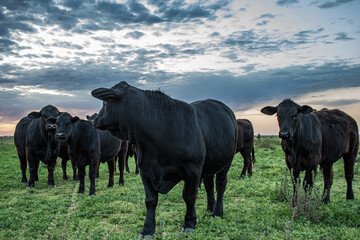 Vacas Brangus en un campo con un cielo nublado en el atardecer, J.B. Molina, Santa Fe, Argentina